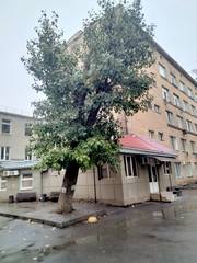  Спил дерева,  покос травы ,  расчиска вывоз мусора  Одесса  - foto 1