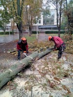 Корчевание пней, обрезка деревьев, сада, спил дерев, уборка участка Одеса - main