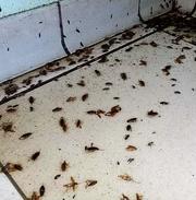 Уничтожение тараканов,  блох,  клопов,  мышей и крыс. - foto 2